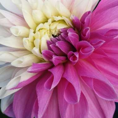 Dahlia 'Lavender Perfection'