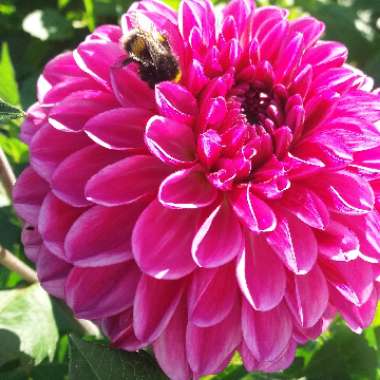 Dahlia 'Lavender Perfection'