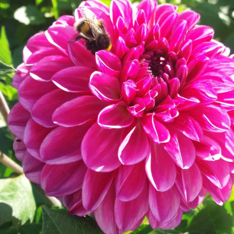 Plant image Dahlia 'Lavender Perfection'