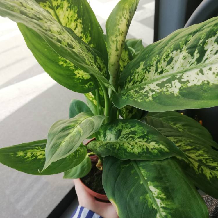 Plant image Dieffenbachia Seguine