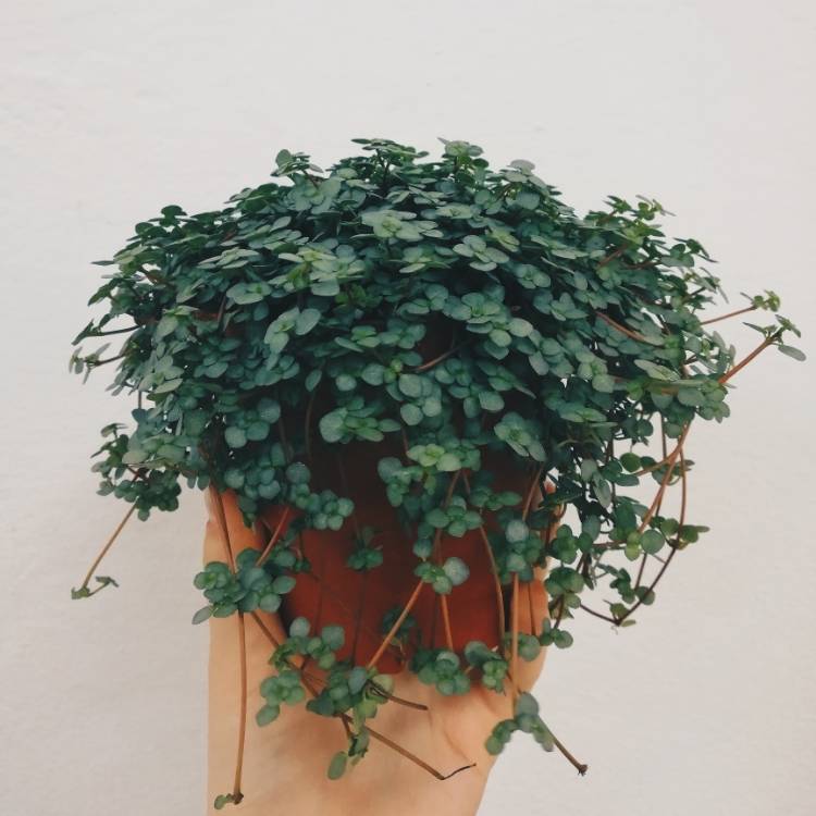 Plant image Pilea Glauca