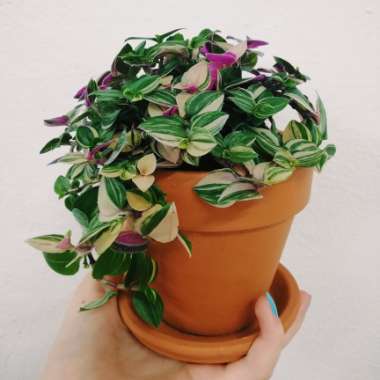 Tradescantia fluminensis 'Laekenensis' syn. Tradescantia fluminensis 'Laekenensis Rainbow'