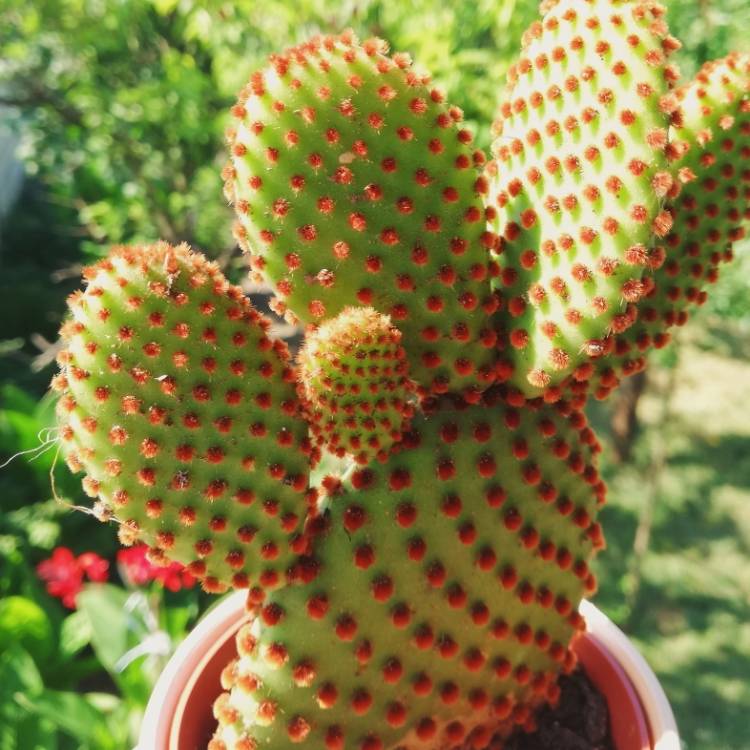 Plant image Opuntia microdasys rufida