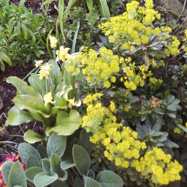 Plant image Euphorbia epithymoides 'Bonfire'