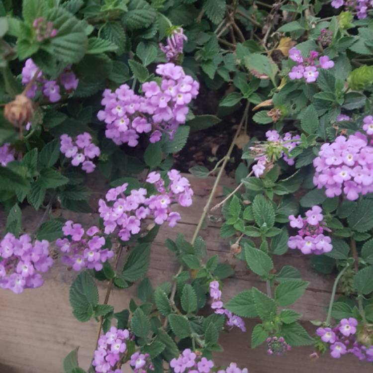 Plant image Lantana 'Depressa'