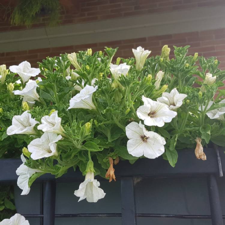 Plant image Petunia 'Revolution White' (Surfinia Series) syn. Petunia 'White'