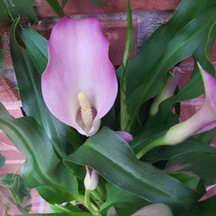 Plant image Zantedeschia rehmannii 'Pink Melody'