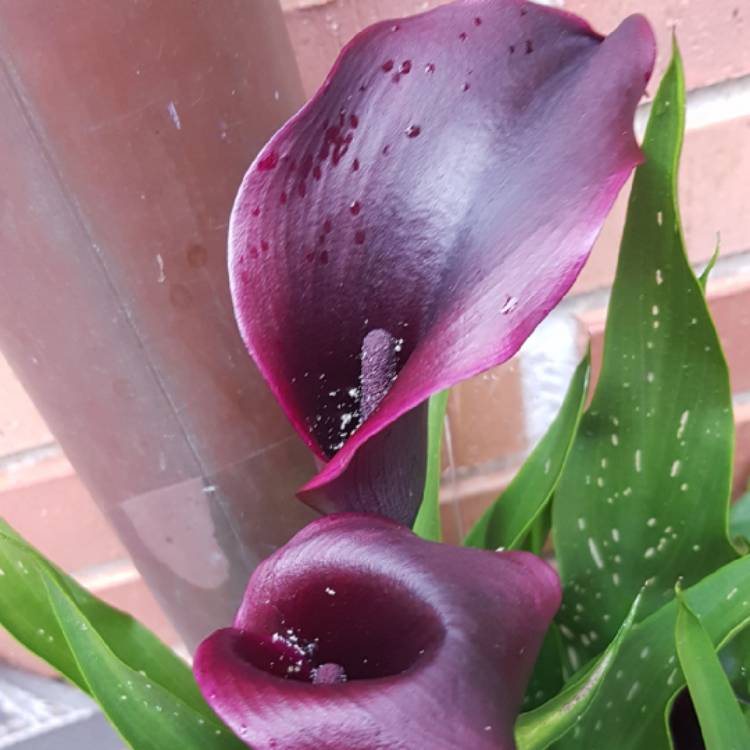 Plant image Zantedeschia rehmannii 'Cantor'