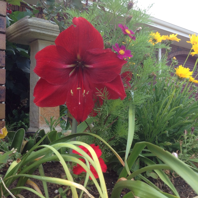 Plant image Hippeastrum 'Candy Floss'