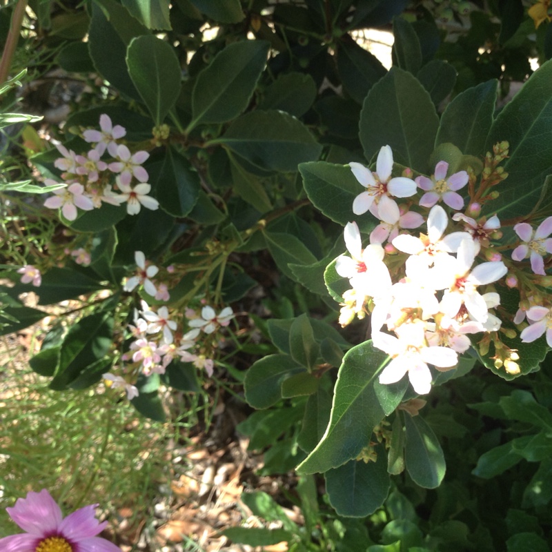 Plant image Rhaphiolepis indica