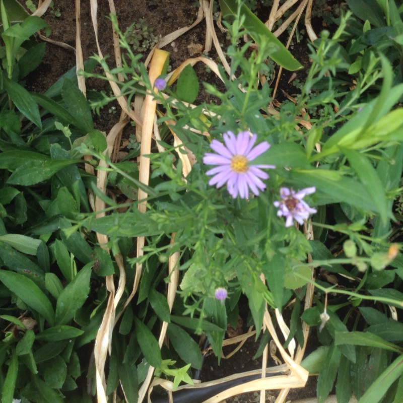 Plant image Felicia amelloides