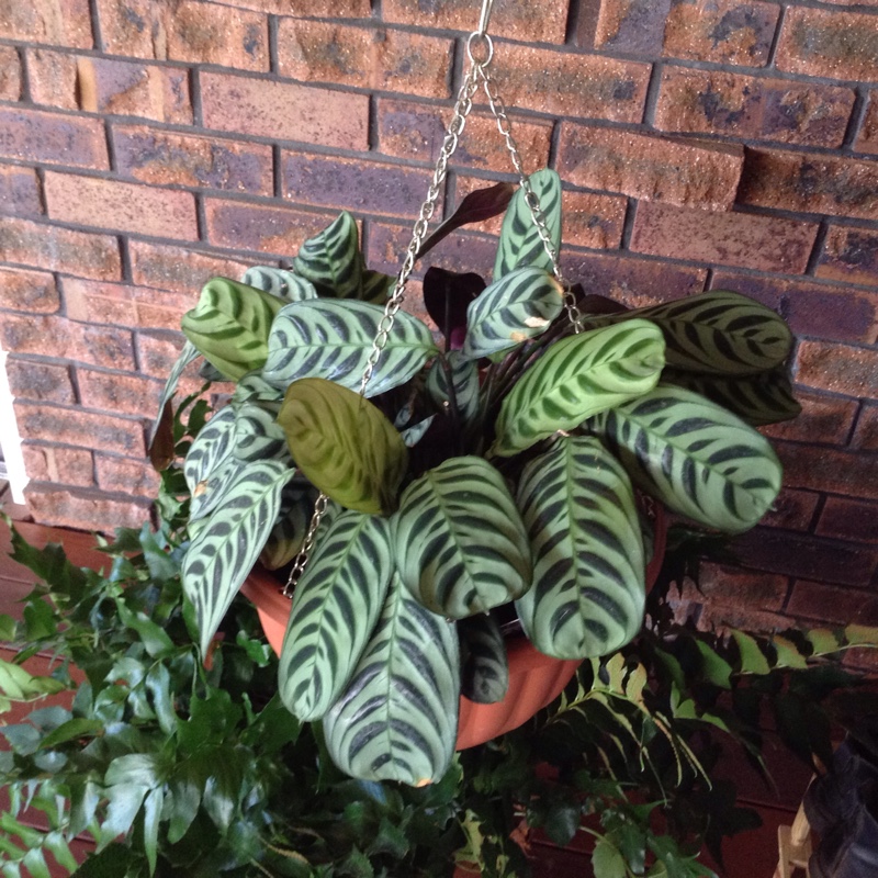 Plant image Calathea Insignis