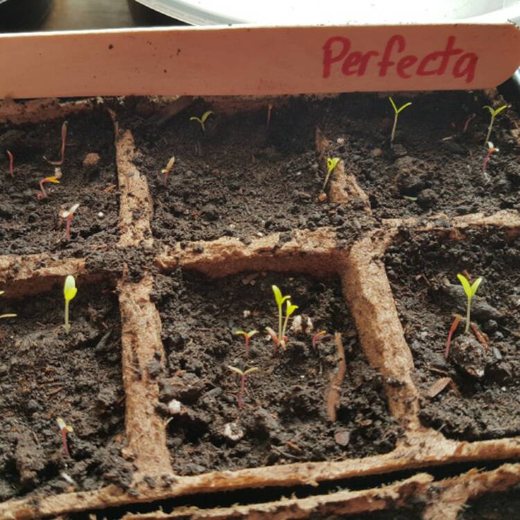 Plant image Amaranthus gangeticus