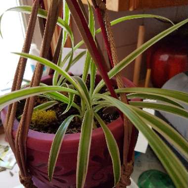 Spider Plant 'Bonnie'