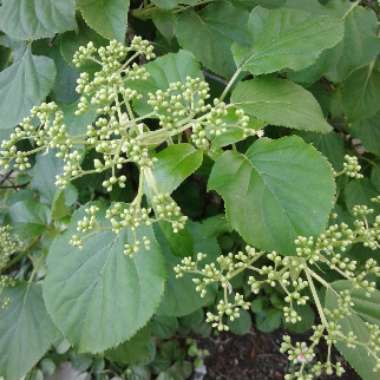 Climbing Hydrangea