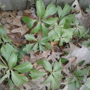 Pachysandra terminalis