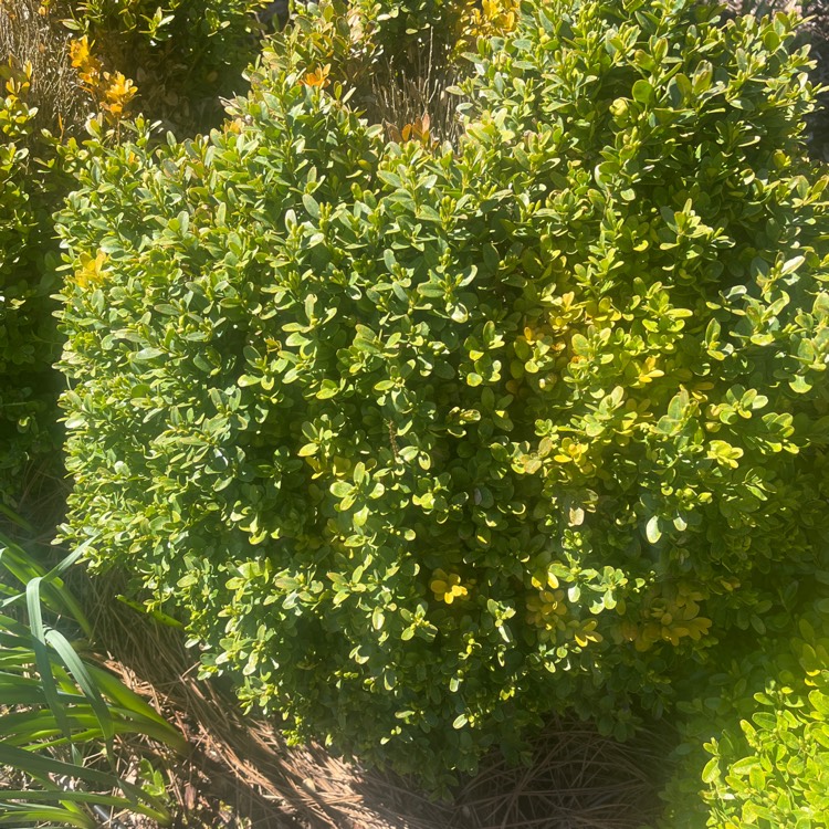 Plant image Buxus sempervirens 'Elegantissima'