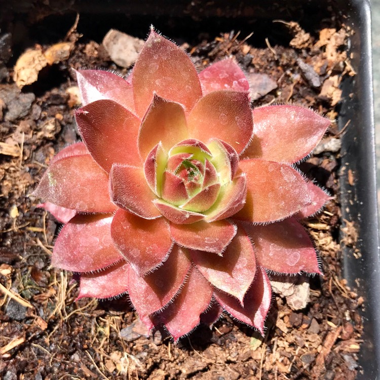 Plant image Sempervivum ChickCharms Berry Bomb