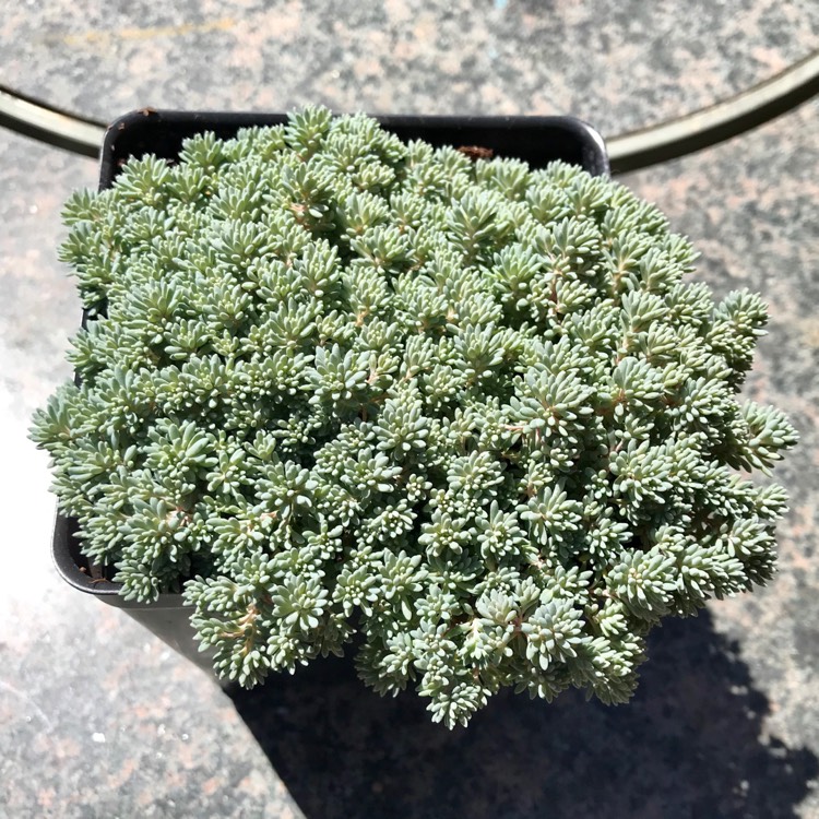 Plant image Sedum lydium