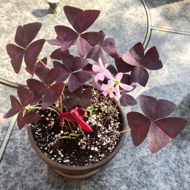 Oxalis triangularis