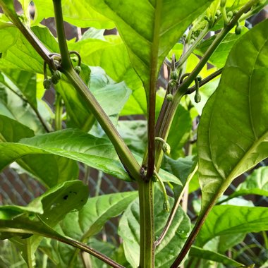 Chilli Pepper 'Carolina Reaper'