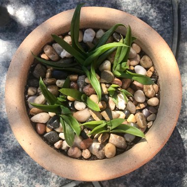 Haworthia pentagona