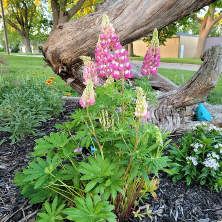 Plant image Lupinus