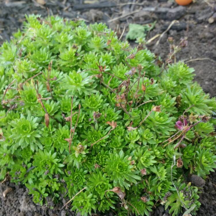 Plant image Saxifraga 'Peter Pan'