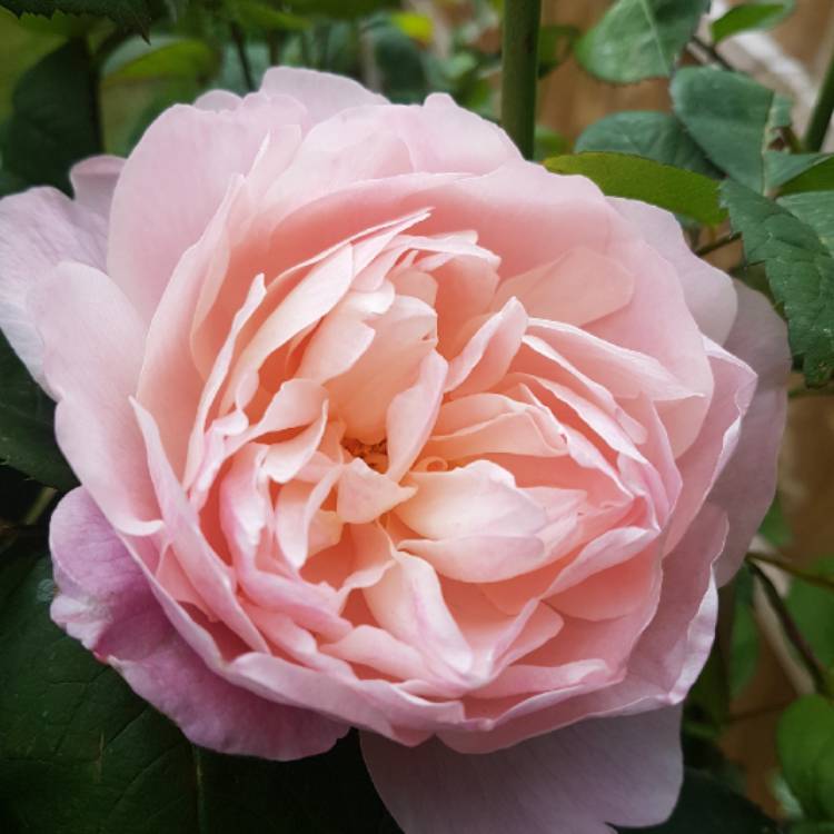 Plant image Rosa 'Ausgrab' syn. Rosa 'The Alnwick Rose', Rosa 'Alnwick Castle'