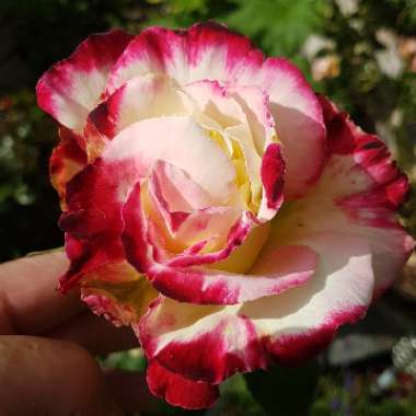 Rose 'Nostalgia' (Hybrid Tea)