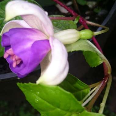 Fuchsia 'Aretes Belfort'