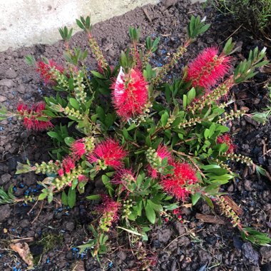 Bottlebrush