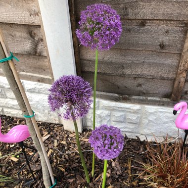 Allium