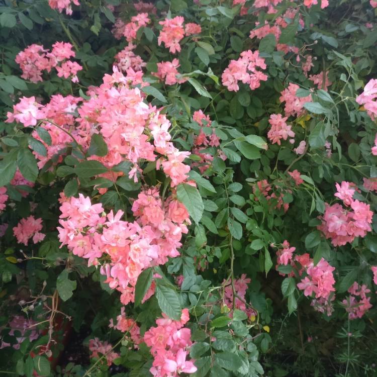 Plant image Rosa 'Chewramb' syn. Rosa 'Little Rambler'