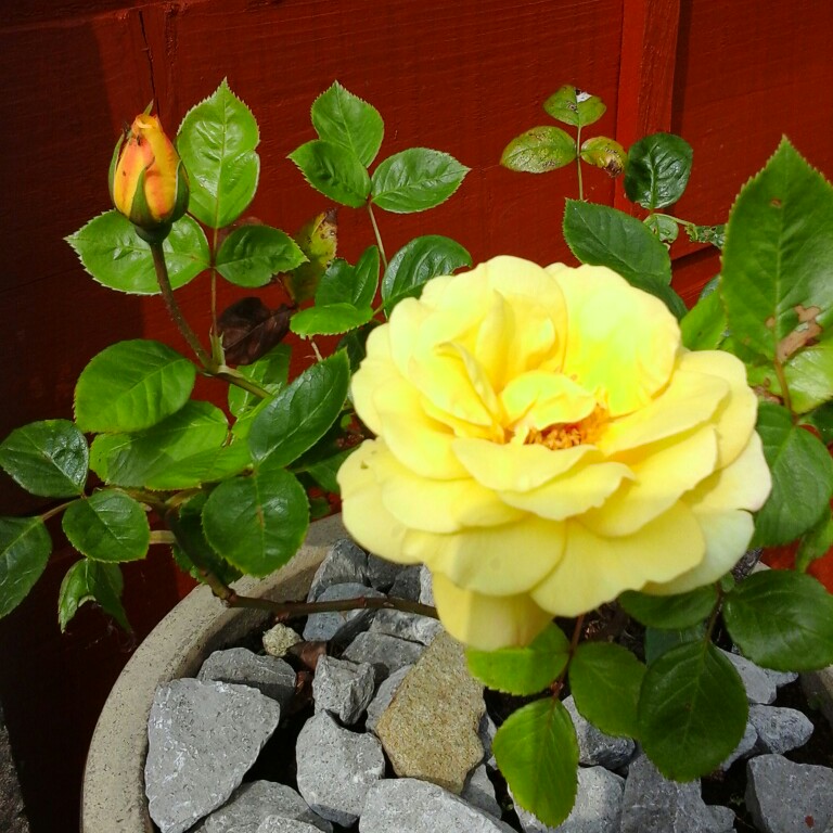 Rose (Hybrid Tea)