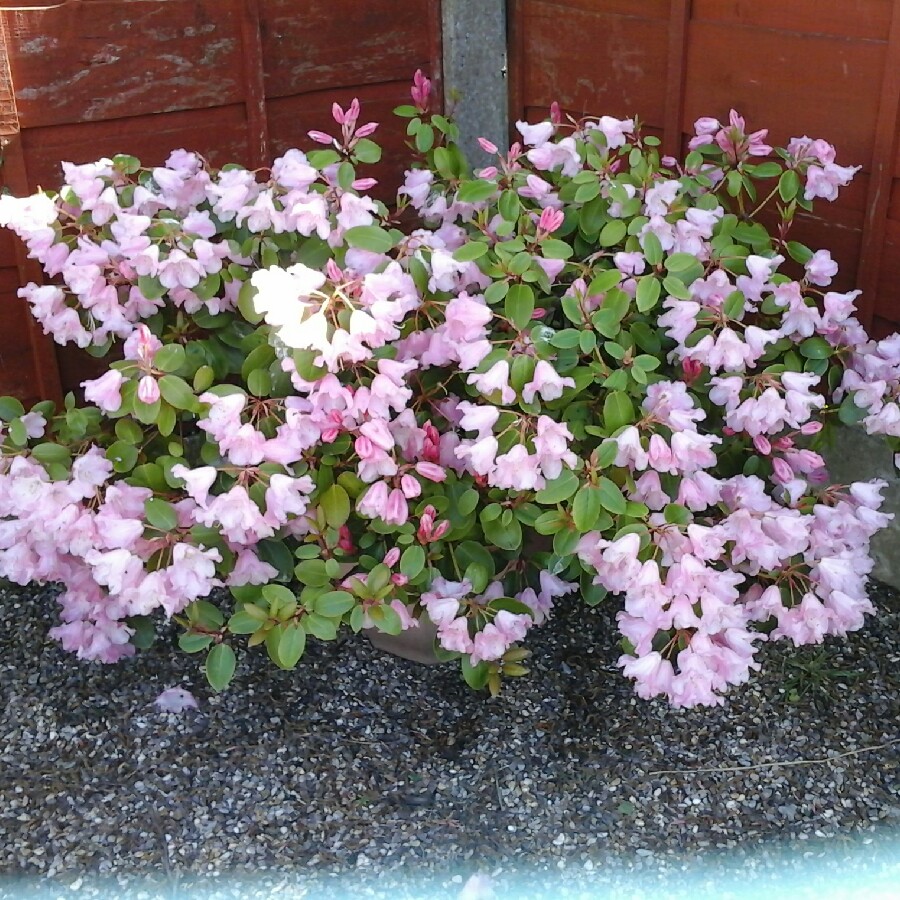 Rhododendron 'Cheer'