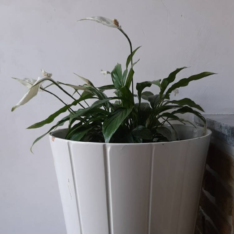 plant image 1293682