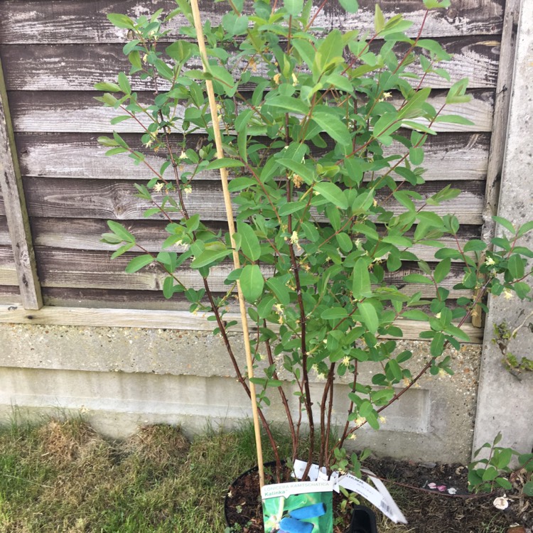 Plant image Lonicera caerulea var. kamtschatica