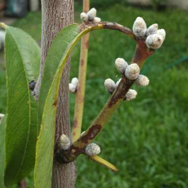 Prunus dulcis  syn. Prunus amygdalus