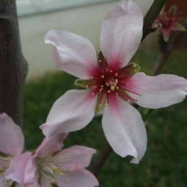 Prunus dulcis  syn. Prunus amygdalus