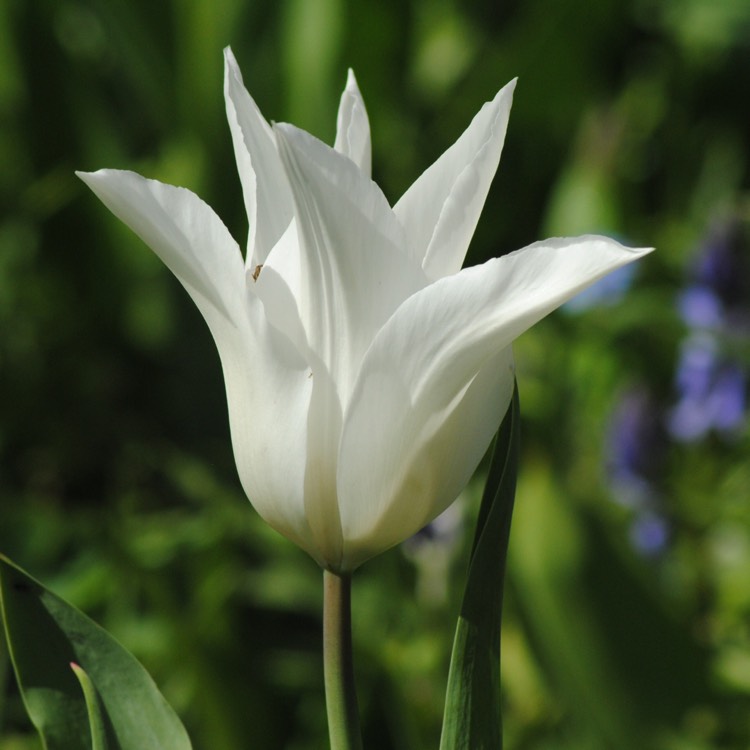 Plant image Tulipa 'Tres Chic'