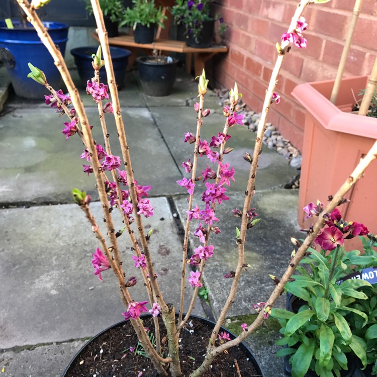 Plant image Daphne 'mezereum'