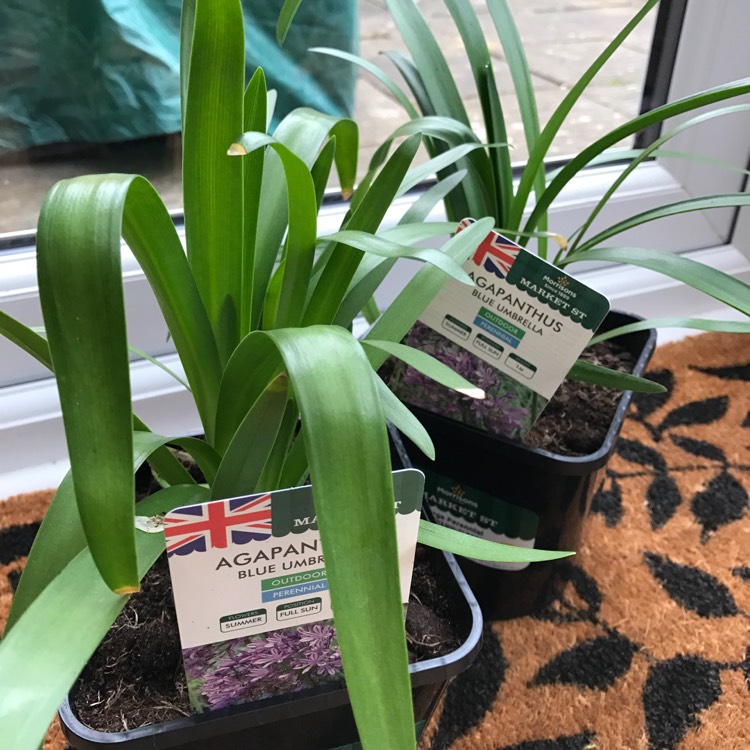 Plant image Agapanthus 'Blue Umbrella'