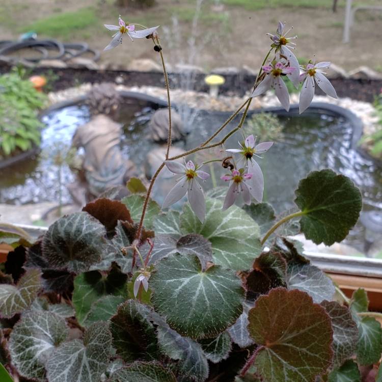 Plant image Saxifraga stolonifera