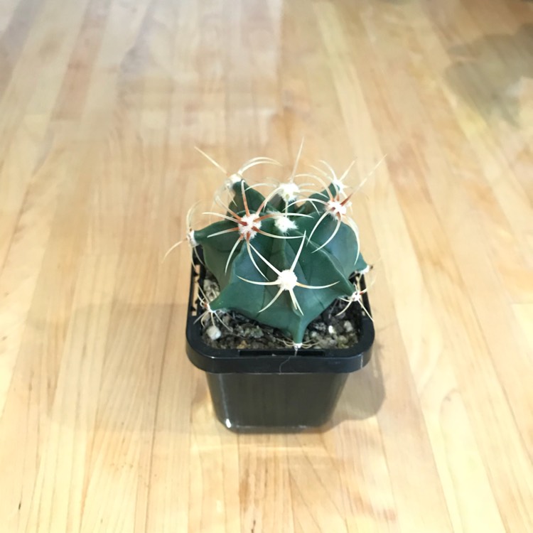 Plant image Ferocactus emoryi