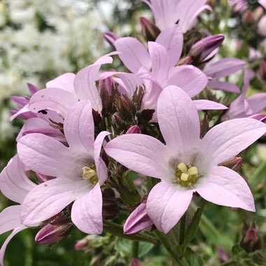 Campanula lactiflora 'Loddon Anna'