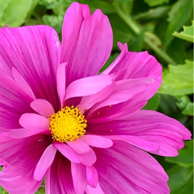 Cosmos bipinnatus 'Fizzy Pink'