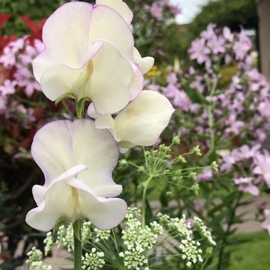 Lathyrus Odoratus 'April In Paris'