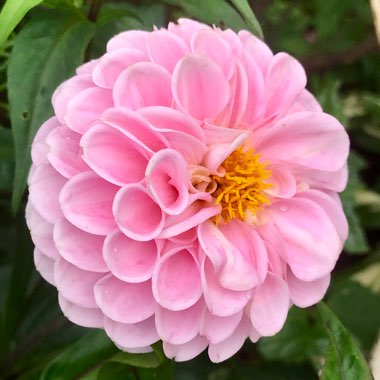 Dahlia 'Wizard of Oz'