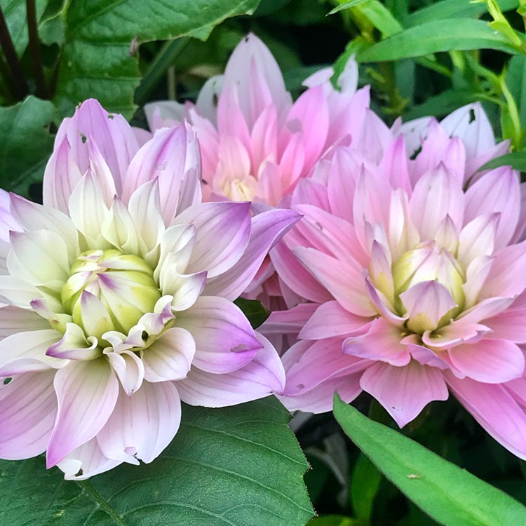 Plant image Dahlia 'Karma Prospero'